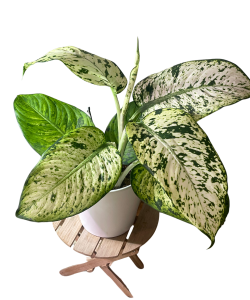 Dieffenbachia Snowflakes