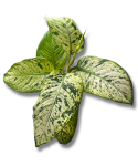 Dieffenbachia Snowflakes
