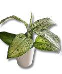Dieffenbachia Snowflakes
