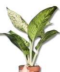 Dieffenbachia Snowflakes