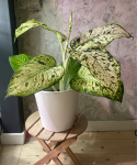 Dieffenbachia Snowflakes