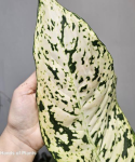 Dieffenbachia Snowflakes