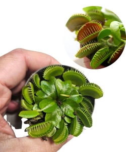 Dionaea muscipula | Muchołówka Amerykańska