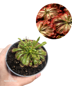 Drosera aliciae | Rosiczka Alicji