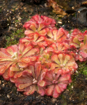 Drosera aliciae