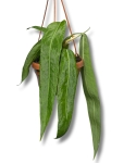 Anthurium vittarifolium