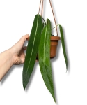 Anthurium vittarifolium