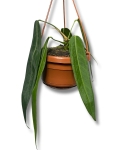 Anthurium vittarifolium