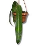 Anthurium vittarifolium