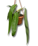 Anthurium vittarifolium