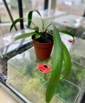 Anthurium vittarifolium