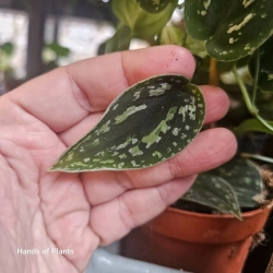Scindapsus tricolor cięty wezeł