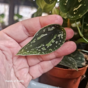 Scindapsus tricolor cięty wezeł