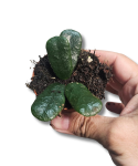Hoya rotundiflora