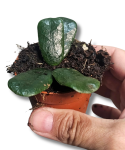 Hoya rotundiflora
