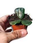 Hoya rotundiflora