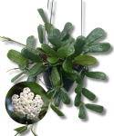 Hoya rotundiflora