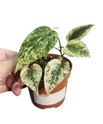 Piper Macropiper variegata