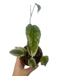 Piper Macropiper variegata
