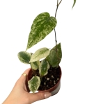 Piper Macropiper variegata