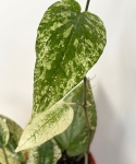 Piper Macropiper variegata