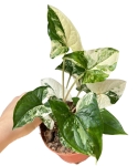 Syngonium Emerald Gem