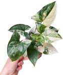 Syngonium Emerald Gem