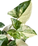 Syngonium Emerald Gem