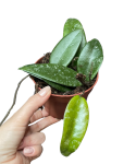 Hoya rundumensis 'Splash'
