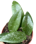 Hoya rundumensis 'Splash'