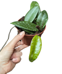 Hoya rundumensis 'Splash'