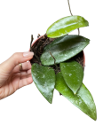 Hoya rundumensis 'Splash'
