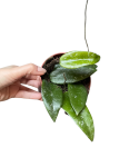 Hoya rundumensis 'Splash'