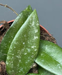 Hoya rundumensis 'Splash'
