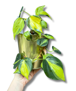 Philodendron Carnival - cięty węzeł