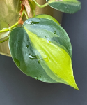 Philodendron Carnival