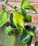 Philodendron Carnival