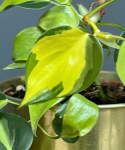 Philodendron Carnival