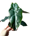 Alocasia Chantrieri