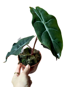 Alocasia Chantrieri - M