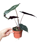 Alocasia Chantrieri