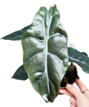 Alocasia Chantrieri