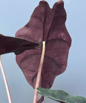 Alocasia Chantrieri