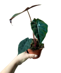 Alocasia Chantrieri
