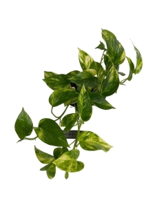 Epipremnum 'Hawaiian'