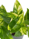 Epipremnum aureum 'Hawaiian'