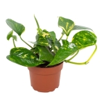 Epipremnum 'Hawaiian'