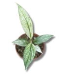 Spathiphyllum Sensation Variegata