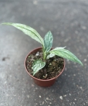 Spathiphyllum Sensation Variegata