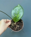 Hoya ranauensis